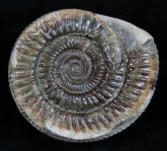 / Inch Dactylioceras Ammonite In Concretion #2094